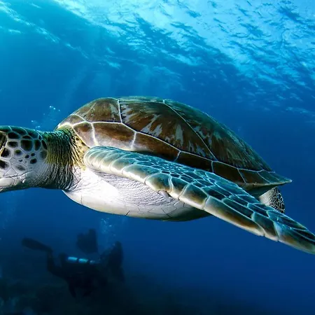 ゲストハウス Dostlar テキロヴァ